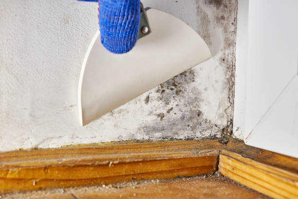 Best HVAC Mold Inspection and Cleaning  in Fultonde, AL