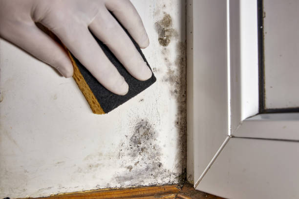 Trusted Fultondale, AL Mold Removal Experts